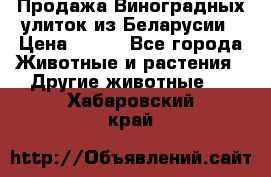 Продажа Виноградных улиток из Беларусии › Цена ­ 250 - Все города Животные и растения » Другие животные   . Хабаровский край